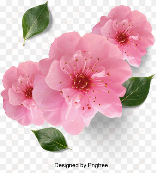 beautiful fresh flower petals, flowers, petals, leaves - changhong 28c2200h - televisor led