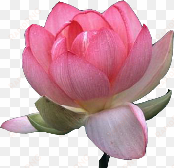 beautiful lotus flower clipart png - lotus flower transparent background png