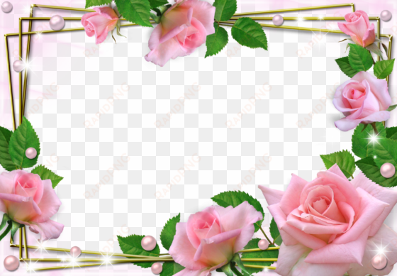 beautiful pink roses photo frame - beautiful flower frames and borders png