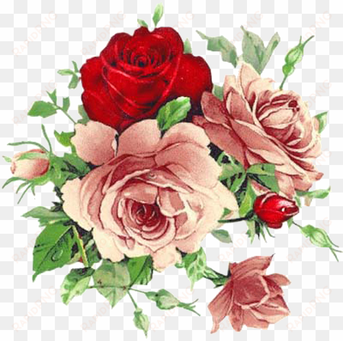 beautiful roses - flower png