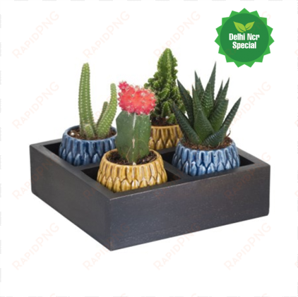 beautiful succulent combo 4 in wooden planter - prickly pear