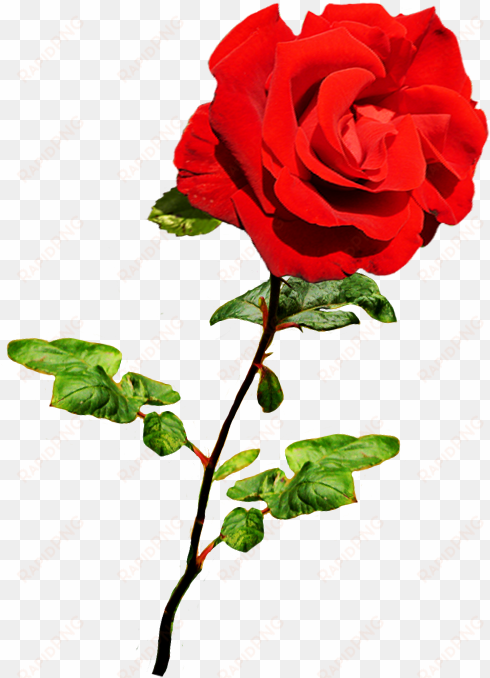 beautiful valentine rose, valentine red rose on stalk - red rose png