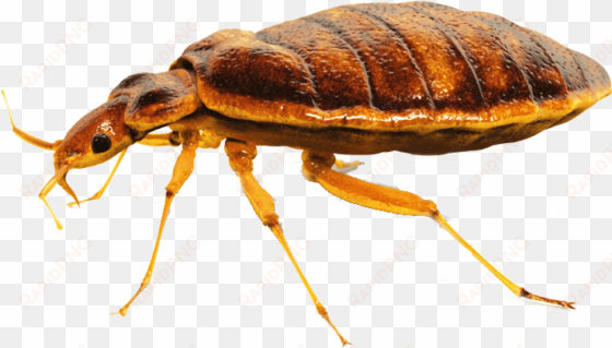 bed bug close up - bed bug png