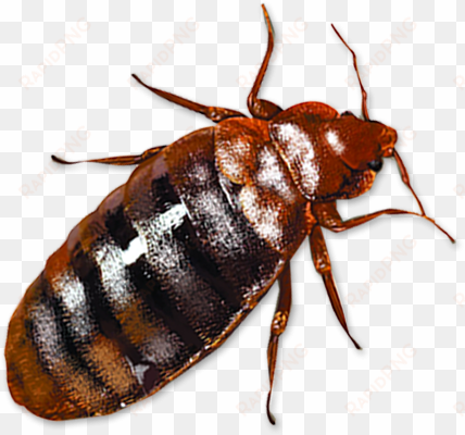 bed bug png clipart - bed bugs