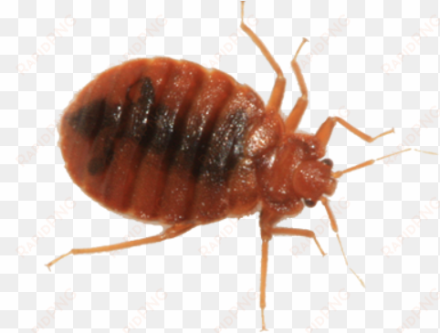 bed bug png picture - bed bugs images png