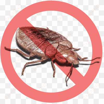 bed bug png psd - bed bugs png