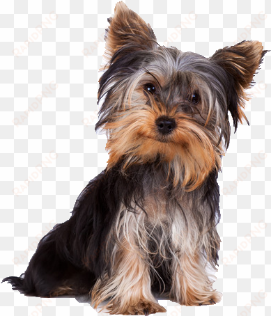 beds, collars and accessories - yorkshire terrier dog png