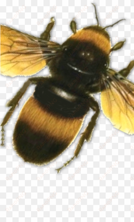 Bee-430x860 - Bees Psd transparent png image