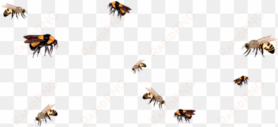 bee drawing aesthetic - bee png transparent