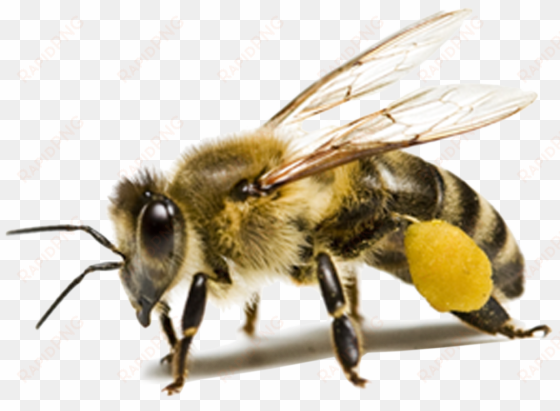 bee png background image - insect png