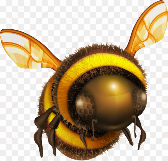 Bee Png Clip Art - Bee Png transparent png image