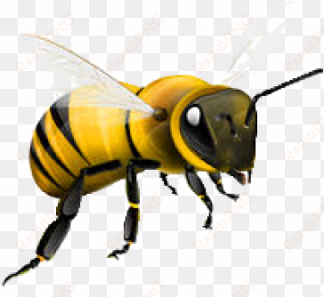 bee png free - honey bee png
