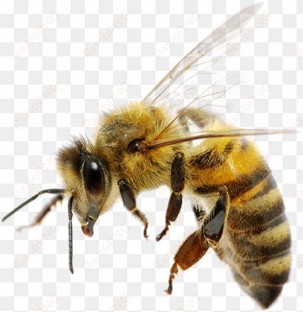 bee png high-quality image - national honeybee day 2017