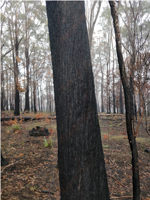 beer ocho eucalyptus - gum trees