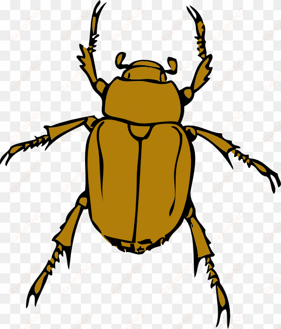 beetle bug clip art png - beetle clipart