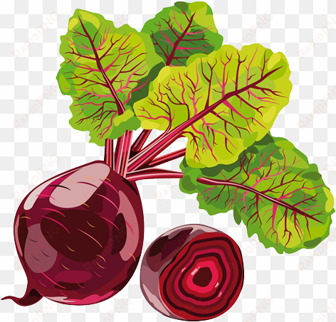 beetroot clipart sugar beet - beetroot png