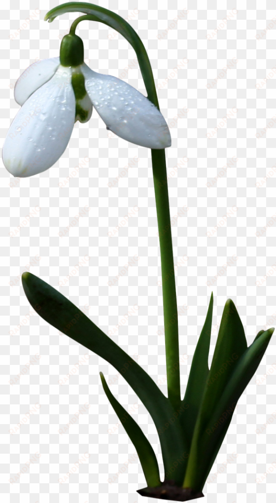 bell white,flower,white flower,spring,wild flower,bells,png - flori de primavara png