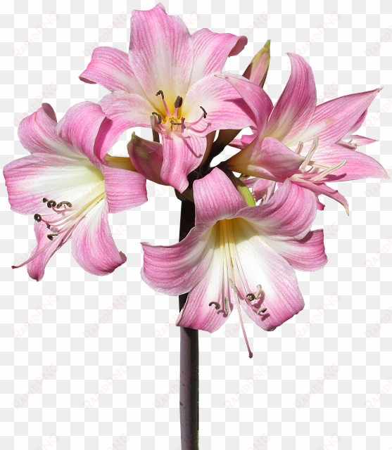 belladonna, lily, flower, summer, bloom - fêtes de mères png