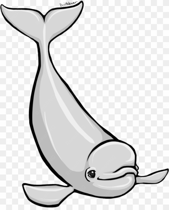 beluga whale clipart - beluga clipart