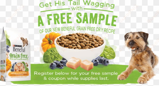 beneful grain free dog food sample - purina beneful grain free with real chicken