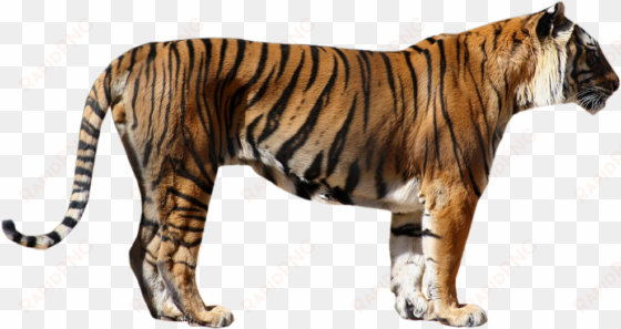 bengal tiger png photos - transparent tiger