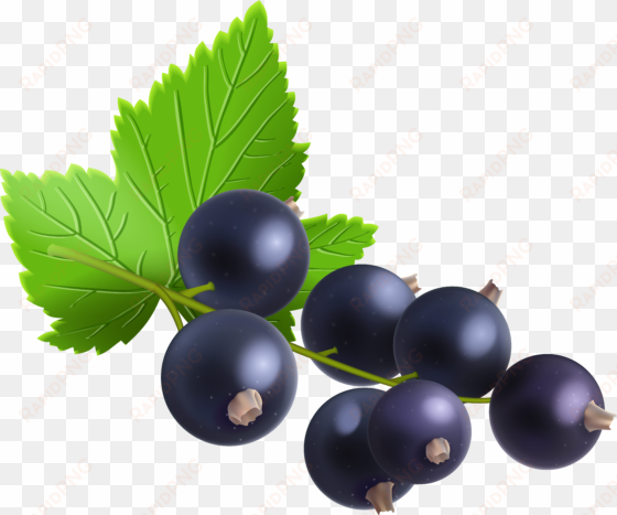 berries berry blueberries free vector graphic on pixabay - blackcurrant clipart