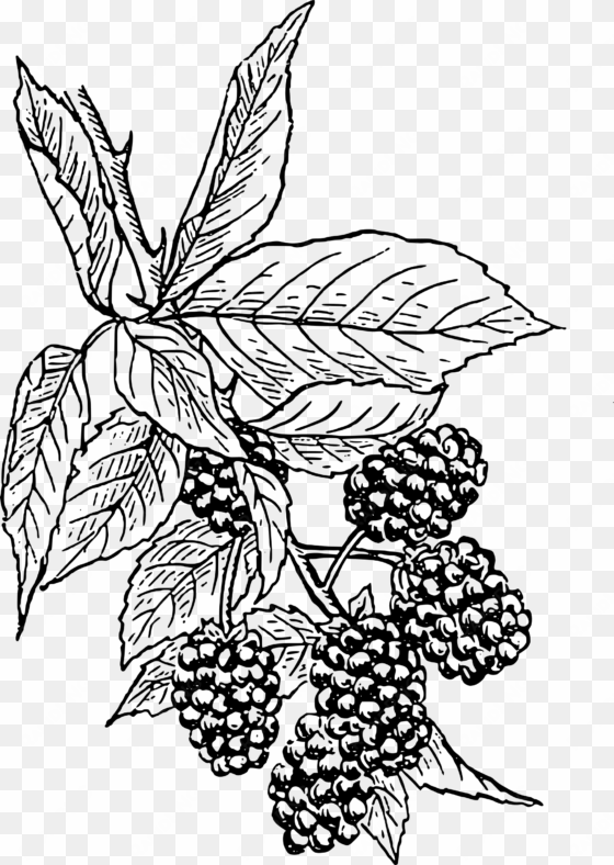 berry - blackberry drawing