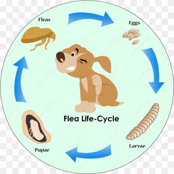 best flea prevention for dogs - flea