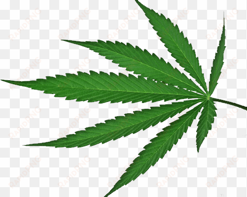 best free cannabis icon png - cannabis leaf green transparent background