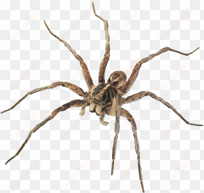 best free spider png picture - wolf spider