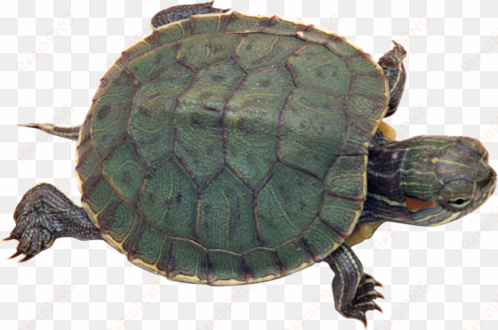 best free turtle transparent png file - turtle png