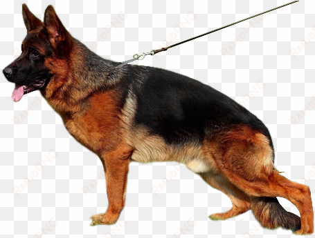 best training - dog png image hd