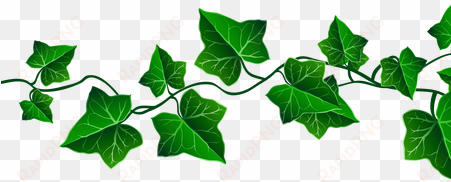 Best Wild Flowers Free And Vines These - Transparent Background Vine Png transparent png image