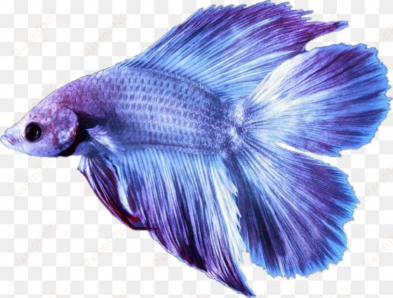 betta bettafish fish bettasplendens purple lilac fancy - fish with transparent background