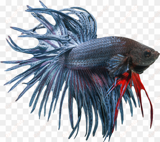 betta fish clipart freeuse download free - siamese fighting fish png