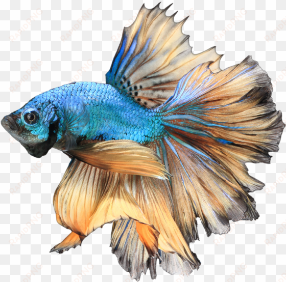 betta png free download - betta png