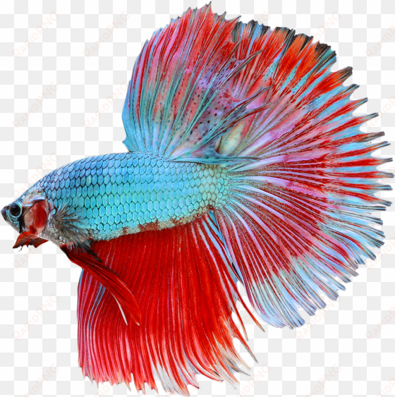 betta png transparent image - halfmoon betta png