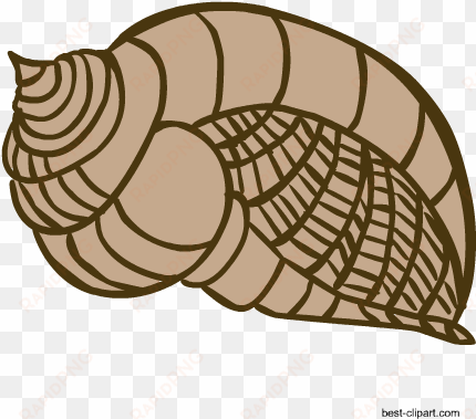 big brown sea shell clip art image