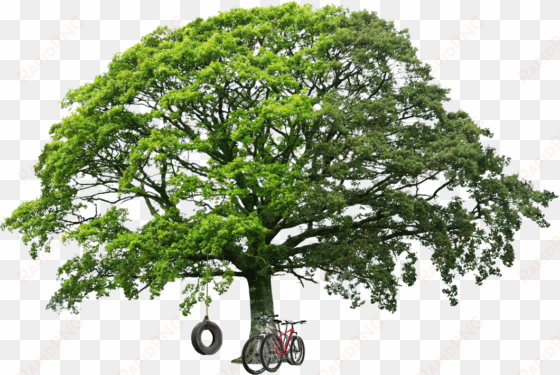 big green tree png image - oak tree