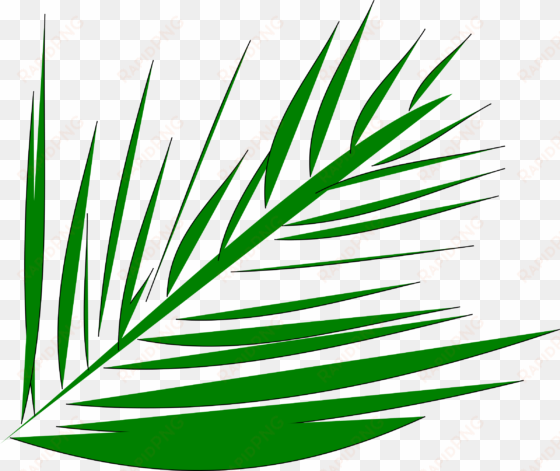 big image - palm leaves transparent clipart