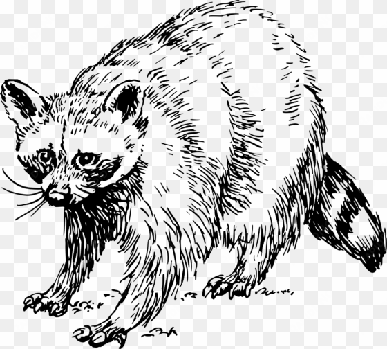 big image - raccoon clipart black and white