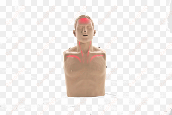 bigred™ cpr manikin with led light cpr feedback - transparent anatomical manikin