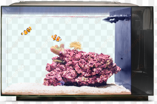 biota aquarium tank reefs - biota aquarium