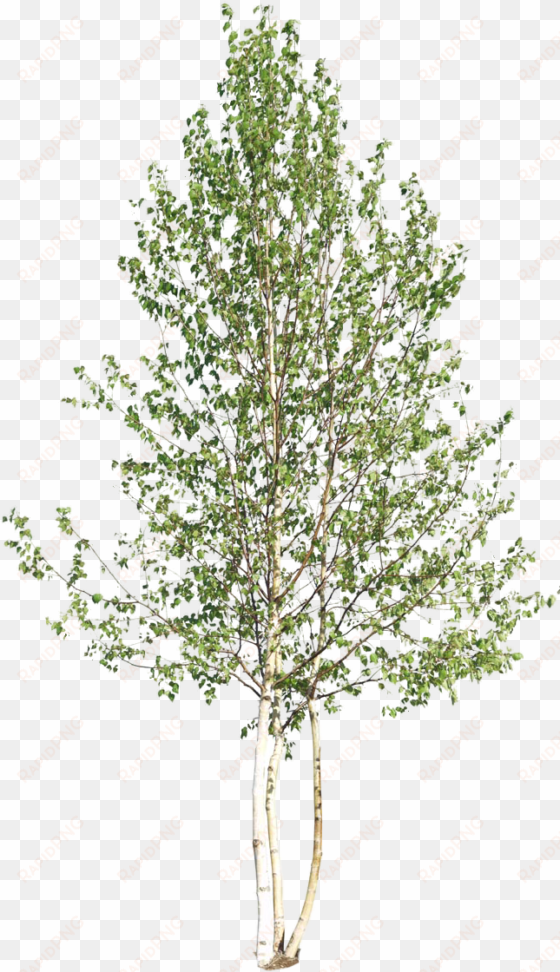 birch log png