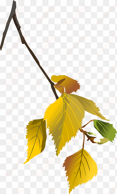 birch, tree, branch, leafes, autumn, leaf, nature - birch in autumn clipart