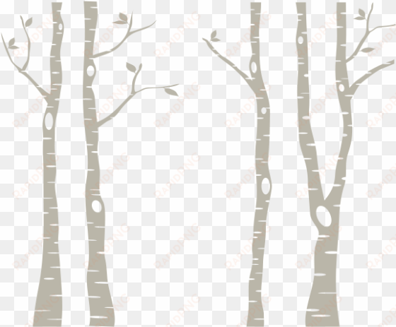 birch trees png - white birch trees png