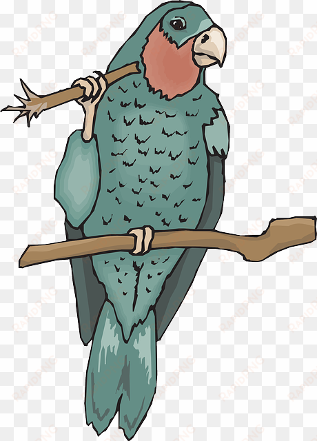 bird, branch, wings, parrot, beak, claws, amazon, twig - amazon coloring pages