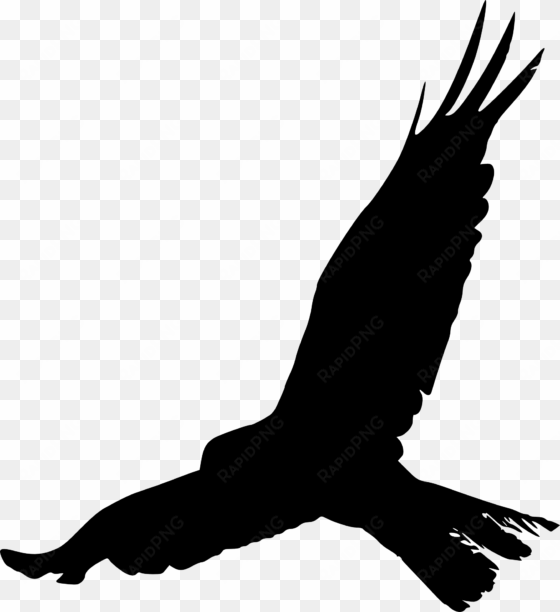 bird crows silhouette beak feather - bird silhouette png