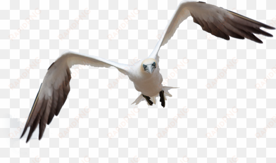 bird flight by queenphotoshop on deviantart - bird flying png photoshop