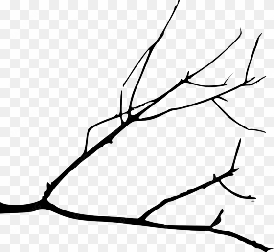 bird on at getdrawings com free for - drawing of a branch